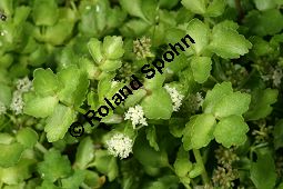 Knotenblütiger Sellerie, Apium nodiflorum Kauf von 05959_apium_nodiflorum_img_0427.jpg