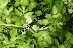 Knotenblütiger Sellerie, Apium nodiflorum Kauf von 05959_apium_nodiflorum_img_0428.jpg