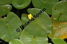 Kleine Teichrose, Nuphar pumila, Nymphaeaceae, Nuphar pumila, Kleine Teichrose, Blühend Kauf von 05960nuphar_pumilaimg_3076.jpg