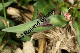 Floh-Knöterich, Persicaria maculosa, Polygonaceae, Persicaria maculosa, Polygonum persicaria, Floh-Knöterich, Pfirsichblättriger Knöterich, Blattausschnitt, Blattausschnitt mit typischer Zeichnung Kauf von 05965persicaria_maculosaimg_3672.jpg