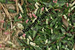 Floh-Knöterich, Persicaria maculosa, Polygonaceae, Persicaria maculosa, Polygonum persicaria, Floh-Knöterich, Pfirsichblättriger Knöterich, Blattausschnitt, Blattausschnitt mit typischer Zeichnung Kauf von 05965persicaria_maculosaimg_3682.jpg