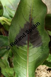 Floh-Knöterich, Persicaria maculosa, Polygonaceae, Persicaria maculosa, Polygonum persicaria, Floh-Knöterich, Pfirsichblättriger Knöterich, Blattausschnitt, Blattausschnitt mit typischer Zeichnung Kauf von 05965persicaria_maculosaimg_3683.jpg