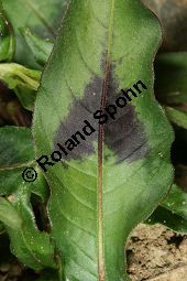 Floh-Knöterich, Persicaria maculosa, Polygonaceae, Persicaria maculosa, Polygonum persicaria, Floh-Knöterich, Pfirsichblättriger Knöterich, Blattausschnitt, Blattausschnitt mit typischer Zeichnung Kauf von 05965persicaria_maculosaimg_3684.jpg
