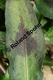 Floh-Knöterich, Persicaria maculosa, Polygonaceae, Persicaria maculosa, Polygonum persicaria, Floh-Knöterich, Pfirsichblättriger Knöterich, Blattausschnitt, Blattausschnitt mit typischer Zeichnung Kauf von 05965persicaria_maculosaimg_3685.jpg
