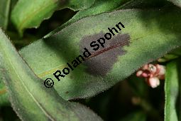 Floh-Knöterich, Persicaria maculosa, Polygonaceae, Persicaria maculosa, Polygonum persicaria, Floh-Knöterich, Pfirsichblättriger Knöterich, Blattausschnitt, Blattausschnitt mit typischer Zeichnung Kauf von 05965persicaria_maculosaimg_3686.jpg