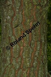 Pyrenäen-Eiche, Quercus pyrenaica Kauf von 05966quercus_pyrenaicaimg_9823.jpg