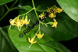 Westindische Schneebeere, Schneebeerenbaum, Chiococca alba, Chiococca racemosa Kauf von 05975_chiococca_alba_img_0534.jpg