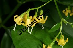 Westindische Schneebeere, Schneebeerenbaum, Chiococca alba, Chiococca racemosa Kauf von 05975_chiococca_alba_img_0535.jpg