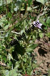 Reichästiger Enzian, Büschel-Fransenenzian, Gentianella ramosa, Gentiana ramosa Kauf von 05977_gentianella_ramosa_img_9460.jpg