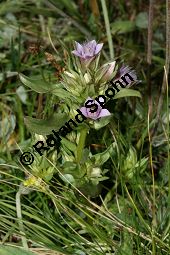 Reichästiger Enzian, Büschel-Fransenenzian, Gentianella ramosa, Gentiana ramosa Kauf von 05977_gentianella_ramosa_img_9461.jpg