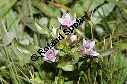 Reichästiger Enzian, Büschel-Fransenenzian, Gentianella ramosa, Gentiana ramosa Kauf von 05977_gentianella_ramosa_img_9462.jpg