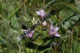 Reichästiger Enzian, Büschel-Fransenenzian, Gentianella ramosa, Gentiana ramosa Kauf von 05977_gentianella_ramosa_img_9463.jpg