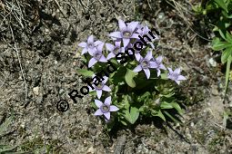 Reichästiger Enzian, Büschel-Fransenenzian, Gentianella ramosa, Gentiana ramosa Kauf von 05977_gentianella_ramosa_img_9501.jpg