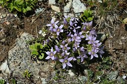 Reichästiger Enzian, Büschel-Fransenenzian, Gentianella ramosa, Gentiana ramosa Kauf von 05977_gentianella_ramosa_img_9503.jpg