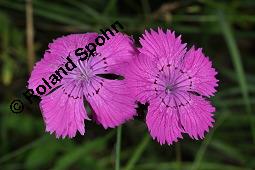 Seguiers Nelke, Busch-Nelke, Dianthus seguieri, Dianthus sylvaticus, Dianthus seguieri, Dianthus sylvaticus, Seguiers Nelke, Busch-Nelke, Caryophyllaceae, Blühend Kauf von 05980_dianthus_seguieri_dsc_5290.jpg