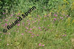 Seguiers Nelke, Busch-Nelke, Dianthus seguieri, Dianthus sylvaticus, Dianthus seguieri, Dianthus sylvaticus, Seguiers Nelke, Busch-Nelke, Caryophyllaceae, Blühend Kauf von 05980_dianthus_seguieri_dsc_5291.jpg