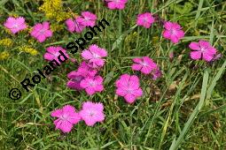 Seguiers Nelke, Busch-Nelke, Dianthus seguieri, Dianthus sylvaticus, Dianthus seguieri, Dianthus sylvaticus, Seguiers Nelke, Busch-Nelke, Caryophyllaceae, Blühend Kauf von 05980_dianthus_seguieri_dsc_5295.jpg