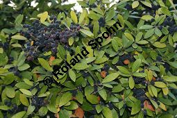 Breitblättrige Steinlinde, Phillyrea latifolia, Oleaceae, Phillyrea latifolia, Breitblättrige Steinlinde, fruchtend Kauf von 05998phillyrea_latifoliaimg_4726.jpg