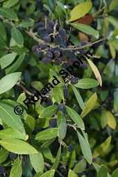 Breitblättrige Steinlinde, Phillyrea latifolia, Oleaceae, Phillyrea latifolia, Breitblättrige Steinlinde, fruchtend Kauf von 05998phillyrea_latifoliaimg_4727.jpg