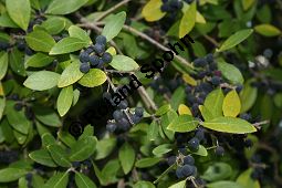 Breitblättrige Steinlinde, Phillyrea latifolia, Oleaceae, Phillyrea latifolia, Breitblättrige Steinlinde, fruchtend Kauf von 05998phillyrea_latifoliaimg_4728.jpg