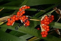 Übelriechende Schwertlilie, Iris foetidissima, Iridaceae, Iris foetidissima, Übelriechende Schwertlilie, fruchtend, geöffnete Frucht mit Samen Kauf von 06013iris_foetidissimaimg_4501.jpg