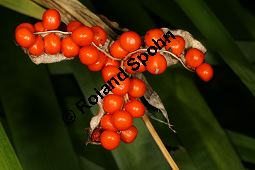 Übelriechende Schwertlilie, Iris foetidissima, Iridaceae, Iris foetidissima, Übelriechende Schwertlilie, fruchtend, geöffnete Frucht mit Samen Kauf von 06013iris_foetidissimaimg_4502.jpg