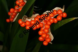 Übelriechende Schwertlilie, Iris foetidissima, Iridaceae, Iris foetidissima, Übelriechende Schwertlilie, fruchtend, geöffnete Frucht mit Samen Kauf von 06013iris_foetidissimaimg_4503.jpg