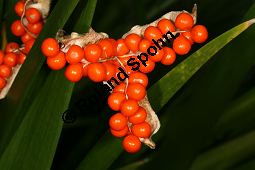 Übelriechende Schwertlilie, Iris foetidissima, Iridaceae, Iris foetidissima, Übelriechende Schwertlilie, fruchtend, geöffnete Frucht mit Samen Kauf von 06013iris_foetidissimaimg_4504.jpg