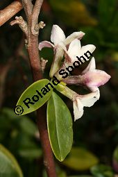 Tangusischer Seidelbast, Daphne tangutica Kauf von 06015daphne_tanguticaimg_6190.jpg