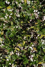 Tangusischer Seidelbast, Daphne tangutica Kauf von 06015daphne_tanguticaimg_6260.jpg