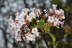 Duft-Schneeball, Duftender Schneeball, Viburnum farreri, Caprifoliaceae, Viburnum farreri, Duft-Schneeball, Duftender Schneeball, Blühend Kauf von 06017_viburnum_farreri_dsc_2072.jpg