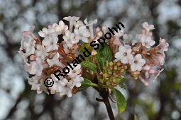 Duft-Schneeball, Duftender Schneeball, Viburnum farreri, Caprifoliaceae, Viburnum farreri, Duft-Schneeball, Duftender Schneeball, Blühend Kauf von 06017_viburnum_farreri_dsc_2073.jpg
