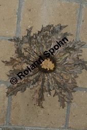  Kauf von 06021carlina_acanthifoliaimg_0191.jpg