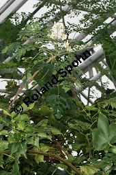 Pferderettichbaum, Moringa oleifera Kauf von 06023moringa_oleiferaimg_5955.jpg
