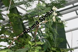 Pferderettichbaum, Moringa oleifera Kauf von 06023moringa_oleiferaimg_5956.jpg