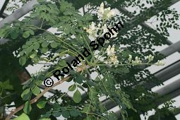Pferderettichbaum, Moringa oleifera Kauf von 06023moringa_oleiferaimg_5957.jpg