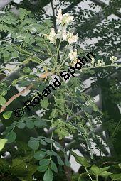 Pferderettichbaum, Moringa oleifera Kauf von 06023moringa_oleiferaimg_5958.jpg