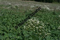 Geruchlose Kamille, Tripleurospermum perforatum, Asteraceae, Tripleurospermum perforatum, Tripleurospermum inodorum, Matricaria inodora, Chrysanthemum maritimum, Geruchlose Kamille, Habitus blühend Kauf von 06029tripleurospermum_perforatumimg_4110.jpg
