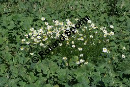 Geruchlose Kamille, Tripleurospermum perforatum, Asteraceae, Tripleurospermum perforatum, Tripleurospermum inodorum, Matricaria inodora, Chrysanthemum maritimum, Geruchlose Kamille, Habitus blühend Kauf von 06029tripleurospermum_perforatumimg_4111.jpg