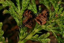 Erbsenfrüchtige Scheinzypresse 'Plumosa Aurea', Chamaecyparis pisifera 'Plumosa Aurea' Kauf von 06034_chamaecyparis_pisifera_plumosa_aurea_img_7436.jpg