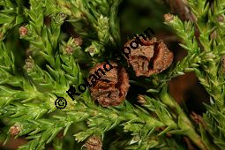 Erbsenfrüchtige Scheinzypresse 'Plumosa Aurea', Chamaecyparis pisifera 'Plumosa Aurea' Kauf von 06034_chamaecyparis_pisifera_plumosa_aurea_img_7437.jpg