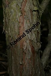 Erbsenfrüchtige Scheinzypresse 'Plumosa Aurea', Chamaecyparis pisifera 'Plumosa Aurea' Kauf von 06034_chamaecyparis_pisifera_plumosa_aurea_img_7438.jpg