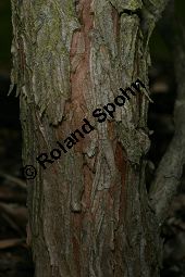 Erbsenfrüchtige Scheinzypresse 'Plumosa Aurea', Chamaecyparis pisifera 'Plumosa Aurea' Kauf von 06034_chamaecyparis_pisifera_plumosa_aurea_img_7439.jpg
