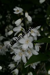 Zierliche Deutzie, Maiblumenstrauch, Deutzia gracilis Kauf von 06048_deutzia_gracilis_img_8525.jpg