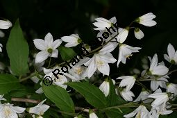 Zierliche Deutzie, Maiblumenstrauch, Deutzia gracilis Kauf von 06048_deutzia_gracilis_img_8526.jpg