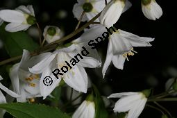 Zierliche Deutzie, Maiblumenstrauch, Deutzia gracilis Kauf von 06048_deutzia_gracilis_img_8528.jpg