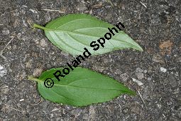 Zierliche Deutzie, Maiblumenstrauch, Deutzia gracilis Kauf von 06048_deutzia_gracilis_img_8531.jpg