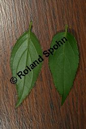 Zierliche Deutzie, Maiblumenstrauch, Deutzia gracilis Kauf von 06048_deutzia_gracilis_img_8532.jpg