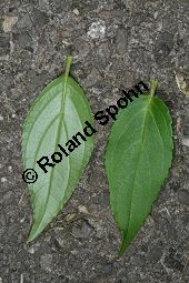 Zierliche Deutzie, Maiblumenstrauch, Deutzia gracilis Kauf von 06048_deutzia_gracilis_img_8533.jpg