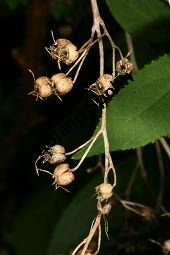 Zierliche Deutzie, Maiblumenstrauch, Deutzia gracilis Kauf von 06048_deutzia_gracilis_img_8534.jpg